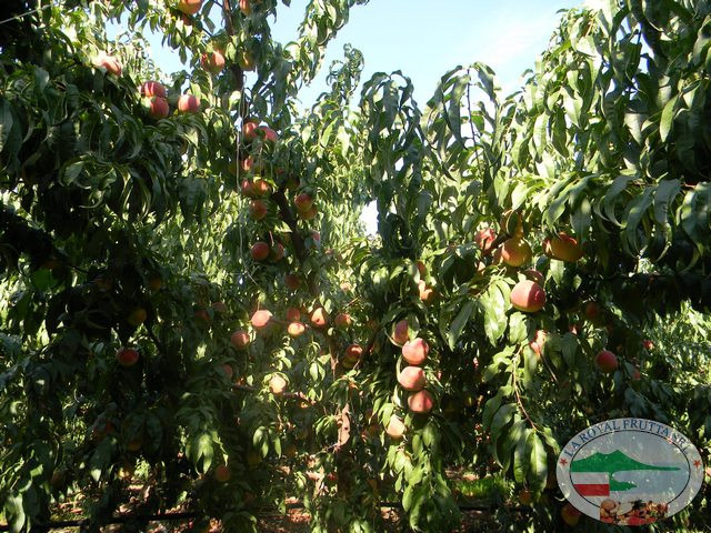 Pesche bianche varietà Douceur